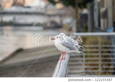 大阪市土佐堀川中之島公園內的黑頭鷗 122235367