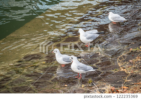 Black-headed Gull, Tosabori River, Osaka City, Nakanoshima Park 122235369