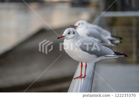 Black-headed Gull, Tosabori River, Osaka City, Nakanoshima Park 122235370