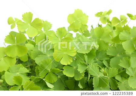 Marsilea minuta or Sushni , also called water clover or fern clover is a type of miniature fern. Marsilea minuta or Sushni , also called water clover or fern clover is a type of miniature fern. 122235389
