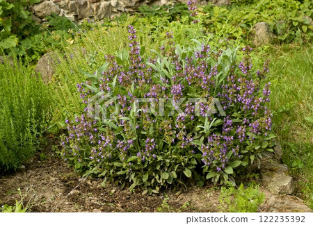 Purple flowering sage lat. Salvia officinalis in the permaculture garden. 122235392