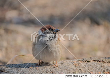 Sparrow 122235505