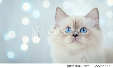 Adorable 2-month-old Ragdoll kitten with striking blue eyes and soft, fluffy fur Adorable 2-month-old Ragdoll kitten with striking blue eyes and soft, fluffy fur 122235657