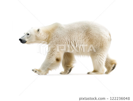 Full-body side view of a polar bear walking gracefully on a white background, showcasing its thick fur, powerful build, and majestic presence. Wildlife Animals. 122236048
