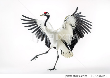 A graceful red-crowned crane spreading its... - Stock Illustration ...