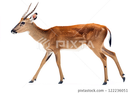 A graceful, alert reedbuck with short, curved horns. Ideal for nature, wildlife, and winter themes. Wildlife Animals. 122236051