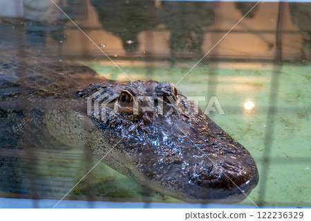 Close-up of an alligator resting in murky water behind a metal fence Close-up of an alligator resting in murky water behind a metal fence 122236329
