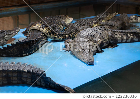 Group of crocodiles resting on blue platform in indoor enclosure Group of crocodiles resting on blue platform in indoor enclosure 122236330