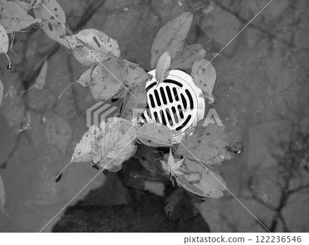Fallen leaves and stones in the pond. Fallen leaves and stones in the pond. 122236546