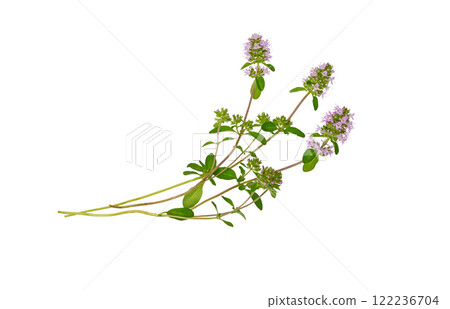 Salvia sclarea or clary sage on white. Salvia sclarea or clary sage on white. 122236704