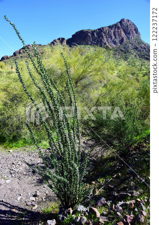 Sonora Desert Arizona Picacho Peak State Park Sonora Desert Arizona Picacho Peak State Park 122237172