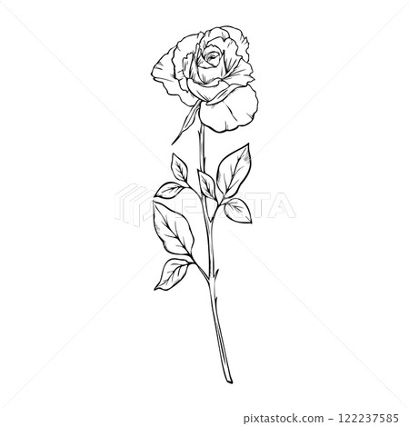Bloom Rose flower in engraving style. Hand drawn vector outline illustration of floral plant, Engrave drawing painted by black inks Monochrome sketch Elegant modern graphic Bloom Rose flower in engraving style. Hand drawn vector outline illustration of floral plant, Engrave drawing painted by black inks Monochrome sketch Elegant modern graphic 122237585