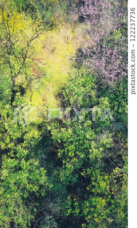 A vibrant aerial view of diverse trees and foliage in springtime. The scene showcases lush greens and blooming flowers. Nature thrives in this beautiful landscape. Generative AI 122237736
