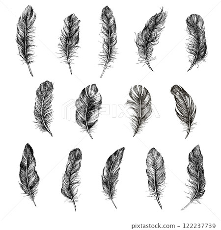 Vector Black and White Feather set 122237739