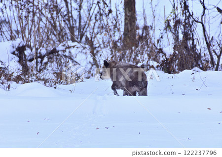 Antelope walking in the snow Antelope walking in the snow 122237796
