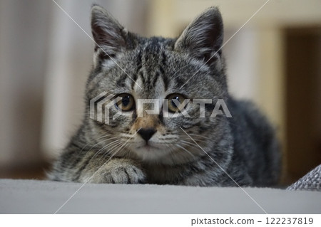 小貓盯著獵物 小貓盯著獵物 122237819