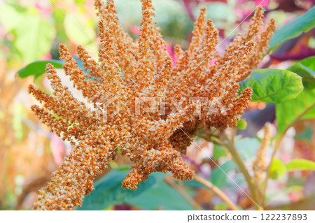 Amaranthus caudatus of yellow color. Growing protein-rich grains in rustic garden. Blurred nature background. Gardening. Countryside garden. 122237893