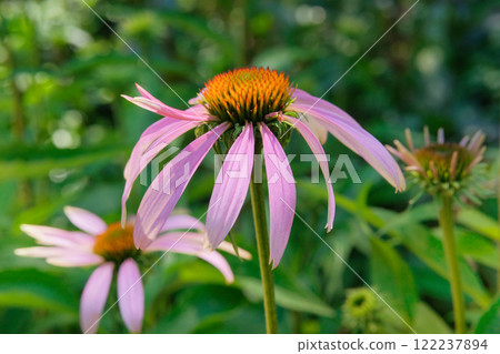 Echinacea is blooming. Plant of Aster family. Echinacea grows in meadow or open areas. Cottage garden. 122237894