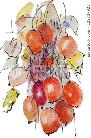 Trifolium montanum painted in watercolor Trifolium montanum painted in watercolor 122237923