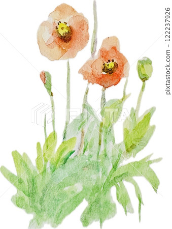 Poppy flowers painted in watercolor 122237926