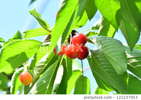 Cherry Cherry 122237953