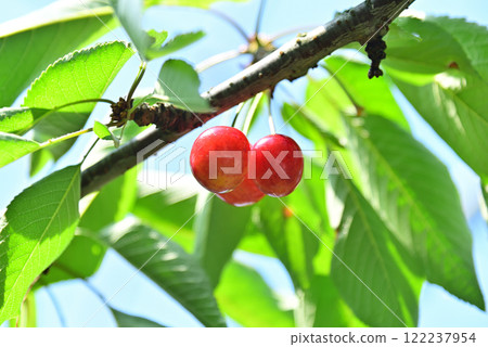 Cherry 122237954