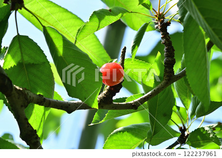 Cherry Cherry 122237961