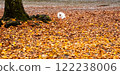 Pomeranian dog and leaves on the ground 122238006