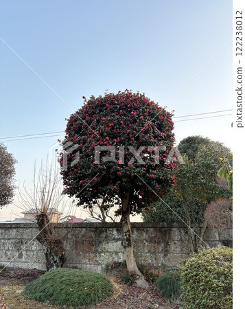 Camellias under the blue sky 122238012