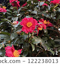Camellia flower 122238013