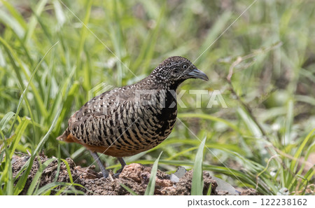 Barred Buttonquail on the ground animal portrait. Barred Buttonquail on the ground animal portrait. 122238162