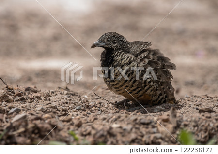 Barred Buttonquail on the ground animal portrait. Barred Buttonquail on the ground animal portrait. 122238172