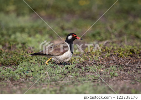 Red-wattled Lapwing on ground animal portrait. Red-wattled Lapwing on ground animal portrait. 122238176