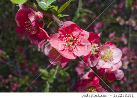 粉紅色的花朵正盛開。 122238191