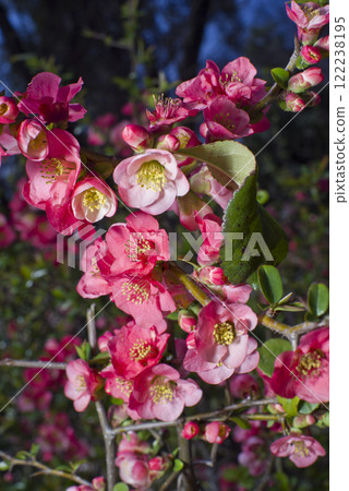 The pink quince flowers are in full bloom. The pink quince flowers are in full bloom. 122238195