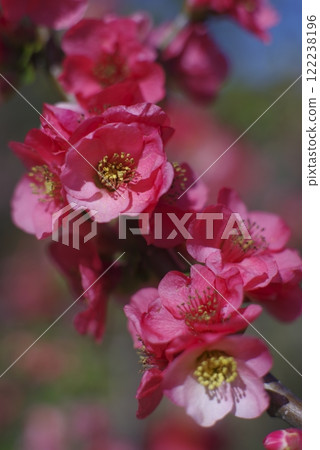 粉紅色的花朵正盛開。 122238196
