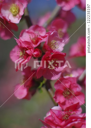 粉紅色的花朵正盛開。 122238197