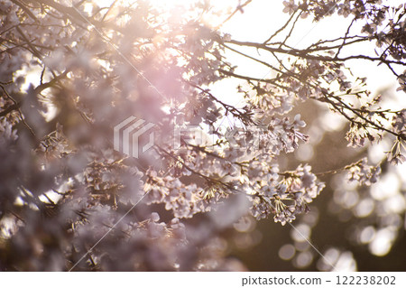 夕陽下的櫻花盛開 122238202