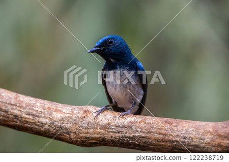Hainan Blue Flycatcher on the branch thee animal portrait. 122238719