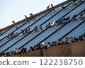 Pigeons on the roof of the New Bazaar, Tirana, Albania 122238750