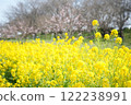 Rape blossoms 122238991