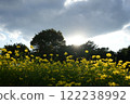 Rape blossoms 122238992