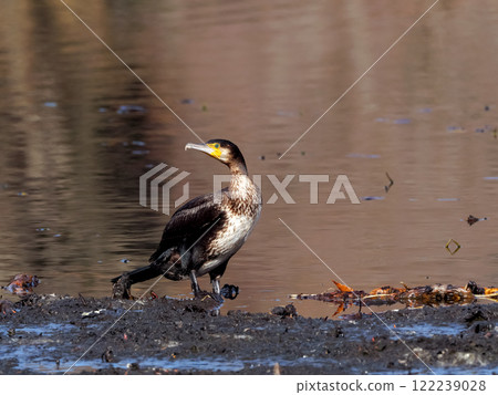 Cormorant 122239028