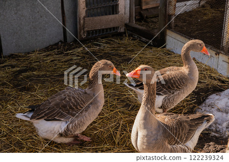 domestic greylag geese walk around the pen on an organic farm 122239324
