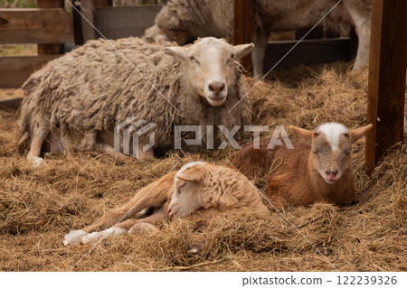 beige sheep looking at camera and two brown baby lambs sleeping on hay. Katumsky or Katumas ovis aries sheep family portrait beige sheep looking at camera and two brown baby lambs sleeping on hay. Katumsky or Katumas ovis aries sheep family portrait 122239326