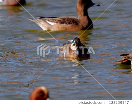 Tomoegamo Tomoegamo 122239347