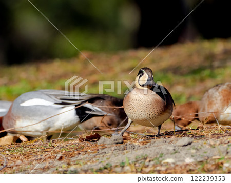 Tomoegamo Tomoegamo 122239353