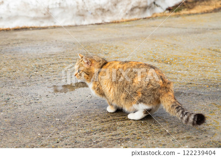 A homeless cat looks fearfully at the road. animal protection, care and help about homeless animals, abandoned pets A homeless cat looks fearfully at the road. animal protection, care and help about homeless animals, abandoned pets 122239404