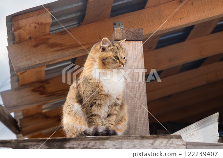 Cat perched on wooden structure in an outdoor setting during daytime Cat perched on wooden structure in an outdoor setting during daytime 122239407