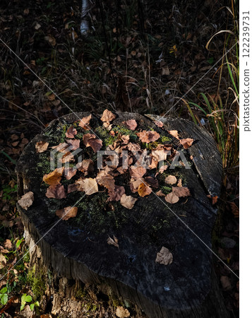 Autumn leaves resting on mossy tree stump in chamonix forest Autumn leaves resting on mossy tree stump in chamonix forest 122239731